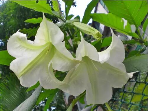 花兒雖美，引入室內(nèi)需謹慎